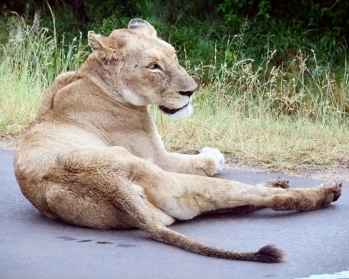 Lioness causing a roadblock in Kruger