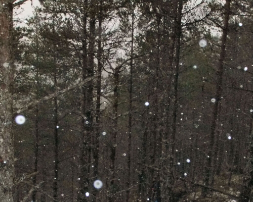 Snow falling in Plodda