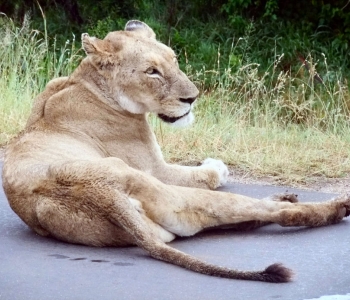 Lioness causing a roadblock in Kruger, 