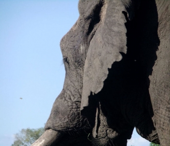 Elephant in Kruger, 