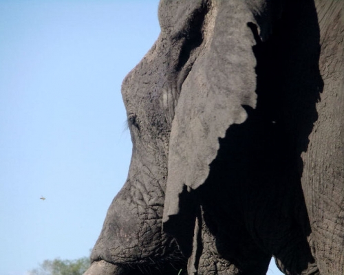 Elephant in Kruger