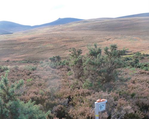 Clachnaben from Wood of Easter Clune hillside