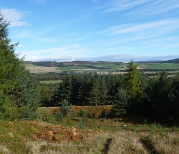 Wood of Easter Clune near SOL start, 