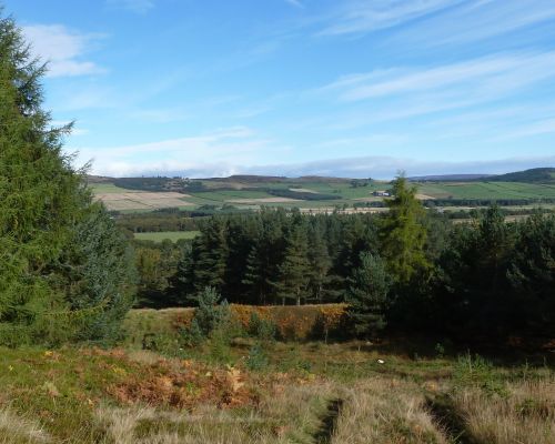 Wood of Easter Clune near SOL start