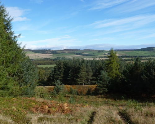 Wood of Easter Clune near SOL start